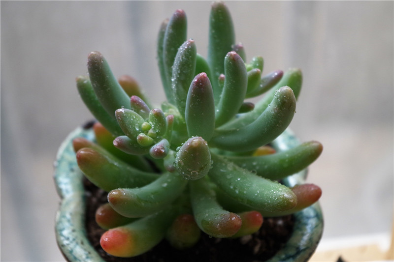 出水芙蓉八千代