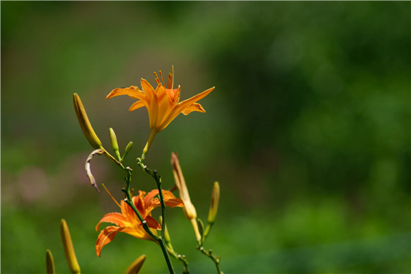 萱草吐芬芳