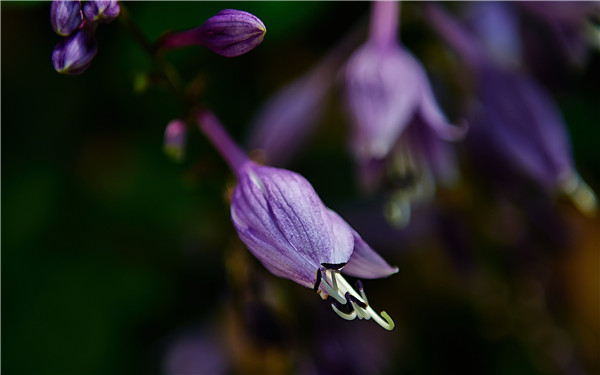 紫色玉簪花