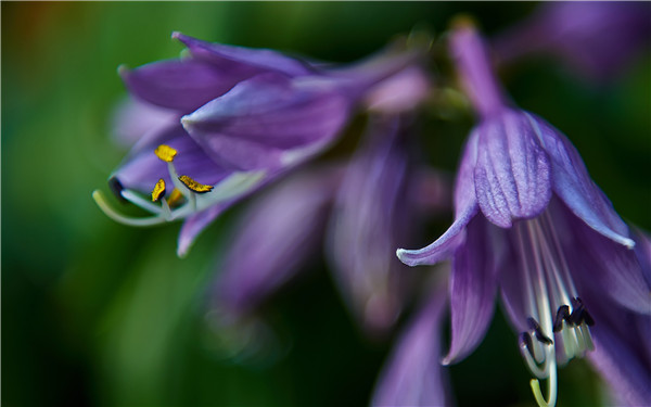 玉簪花