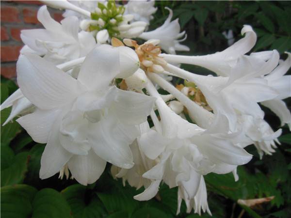 花中仙子——玉簪花