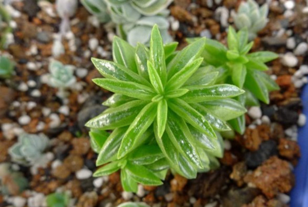 斧叶椒草