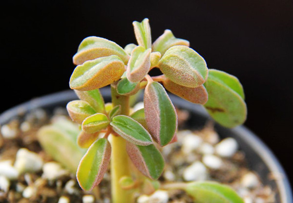 斧叶椒草