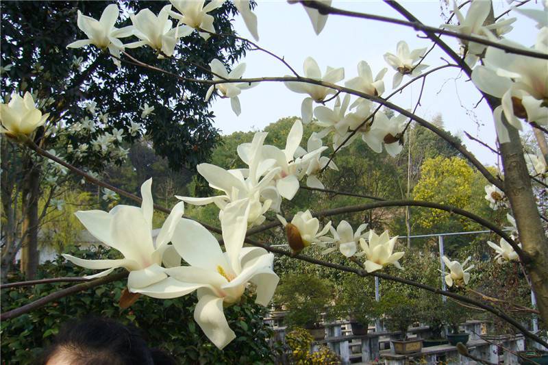 美丽的白兰