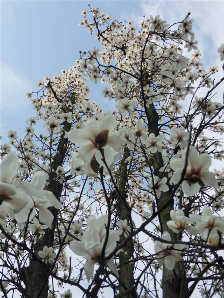 白兰花