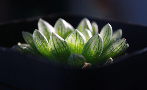 蝉翼玉露