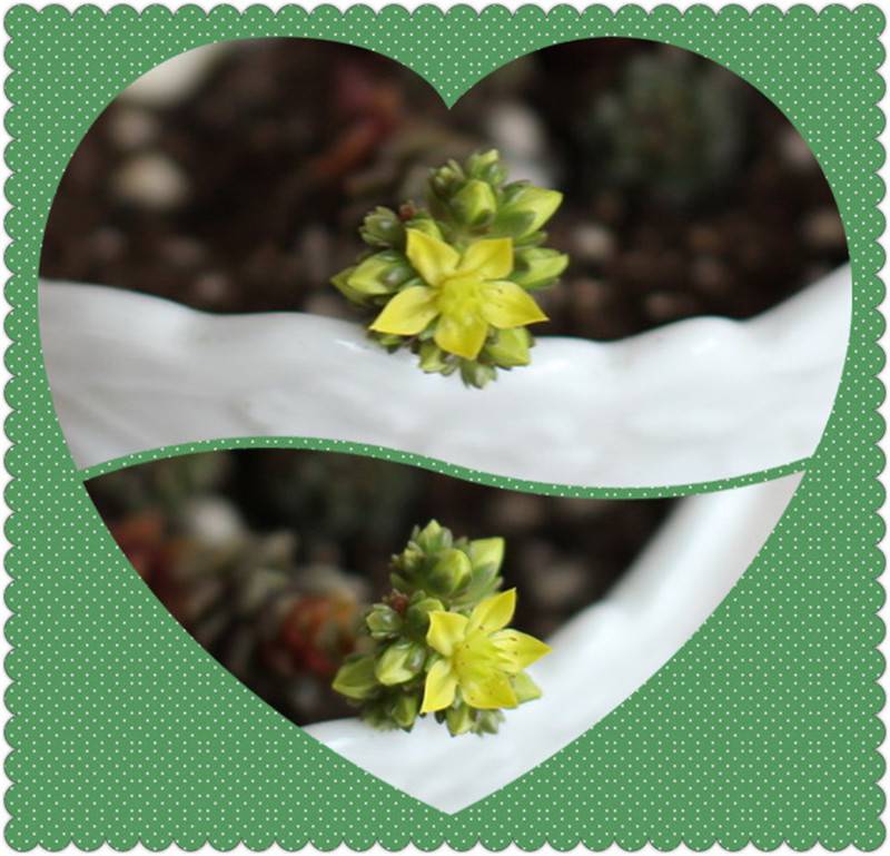 小玉还会开花