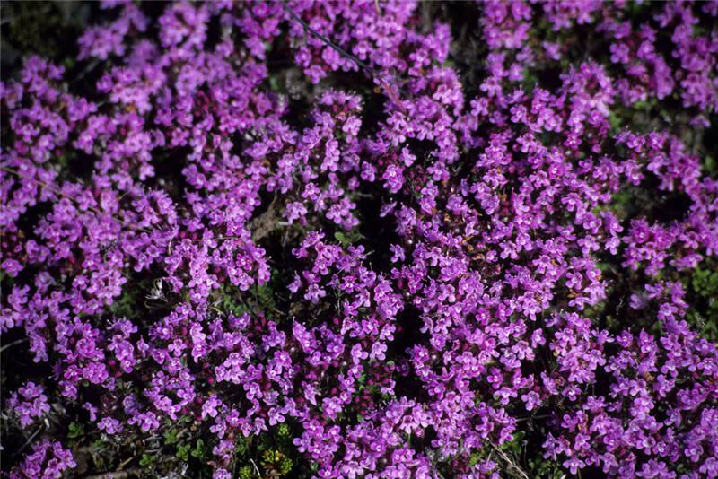 百里香开花