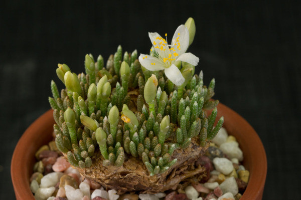 白花韧锦图片