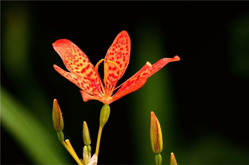 姜花