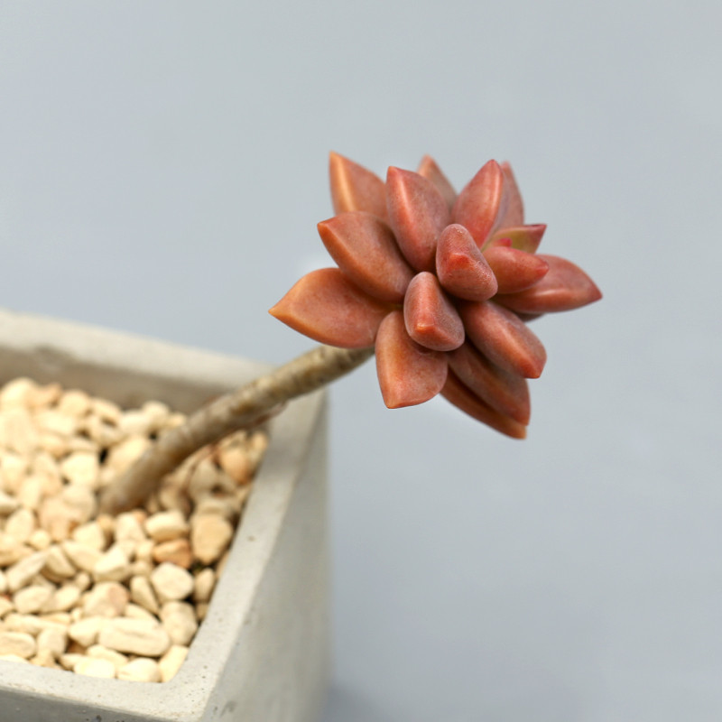 缓缓一袅楚宫腰,妖姬胧月汉家女