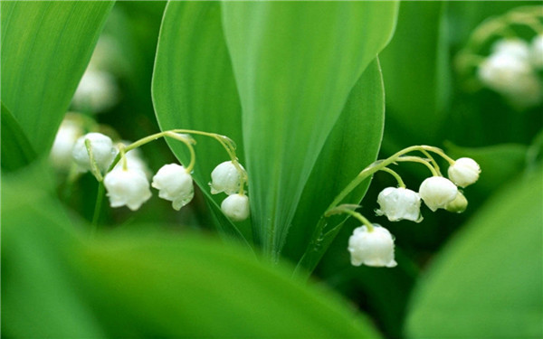 铃兰白色小花
