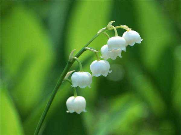 铃兰花开