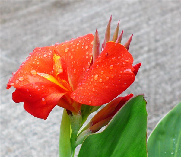 雨后美人蕉