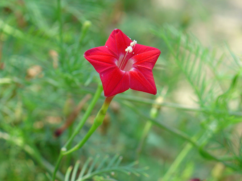纤纤茑萝,点点花星