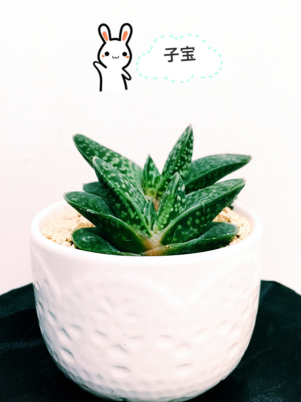 子宝图片