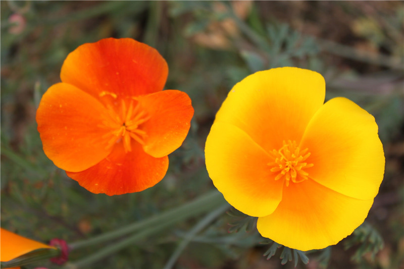 花菱草开花