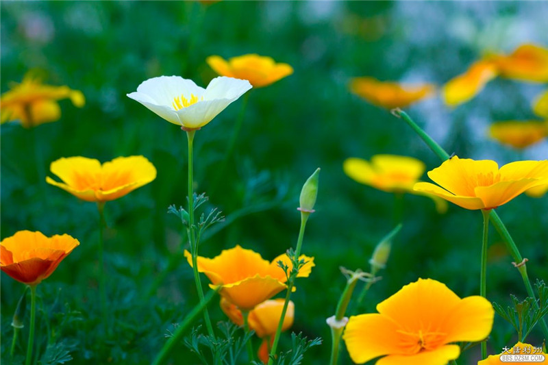 花菱草