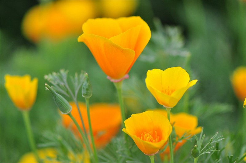 花菱草图片