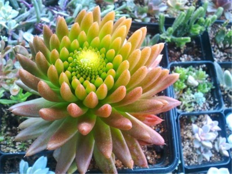 要开花的瓦松