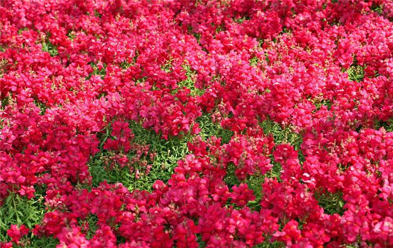 金鱼草花田
