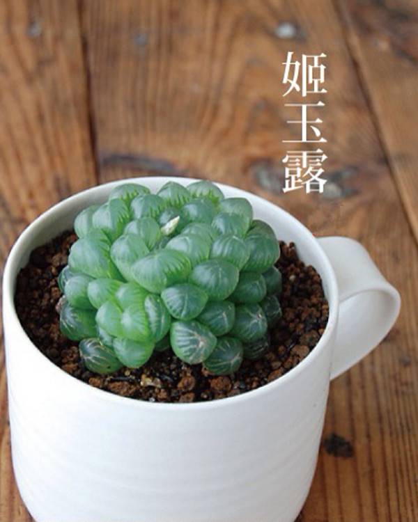 姬玉露的美图
