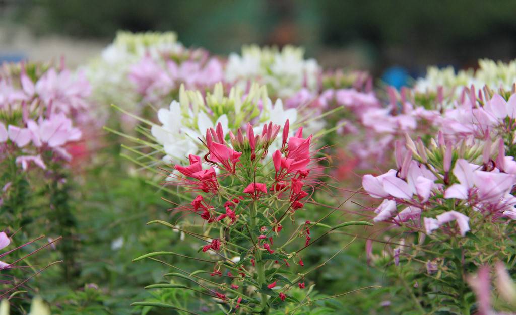 醉蝶花图片