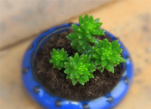 蓝盆的白花小松
