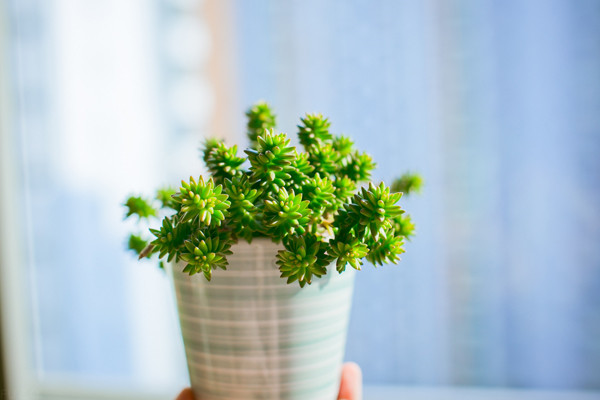 狭小花盆里的白花小松