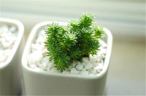 白花小松美图
