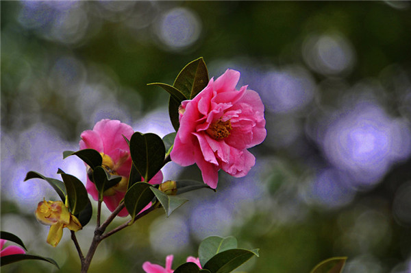 迷人的茶花