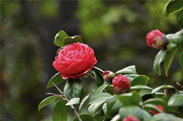 中国传统名花——茶花