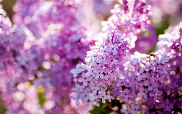 丁香花开
