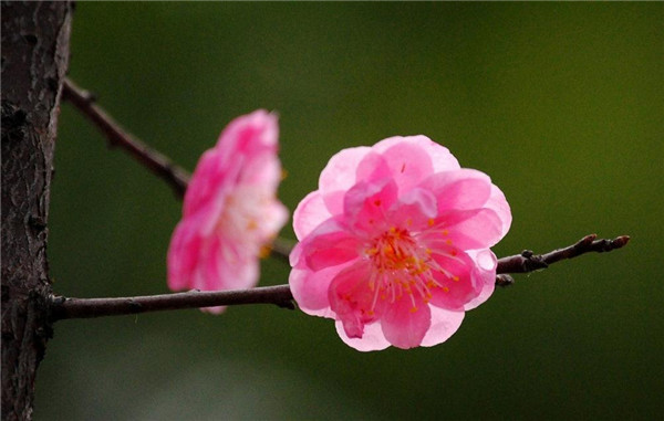 梅花漂亮图片