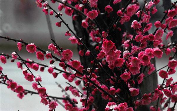 梅花