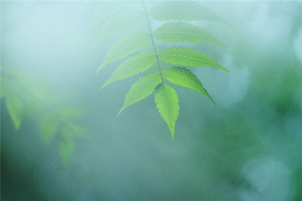 珍珠梅叶子