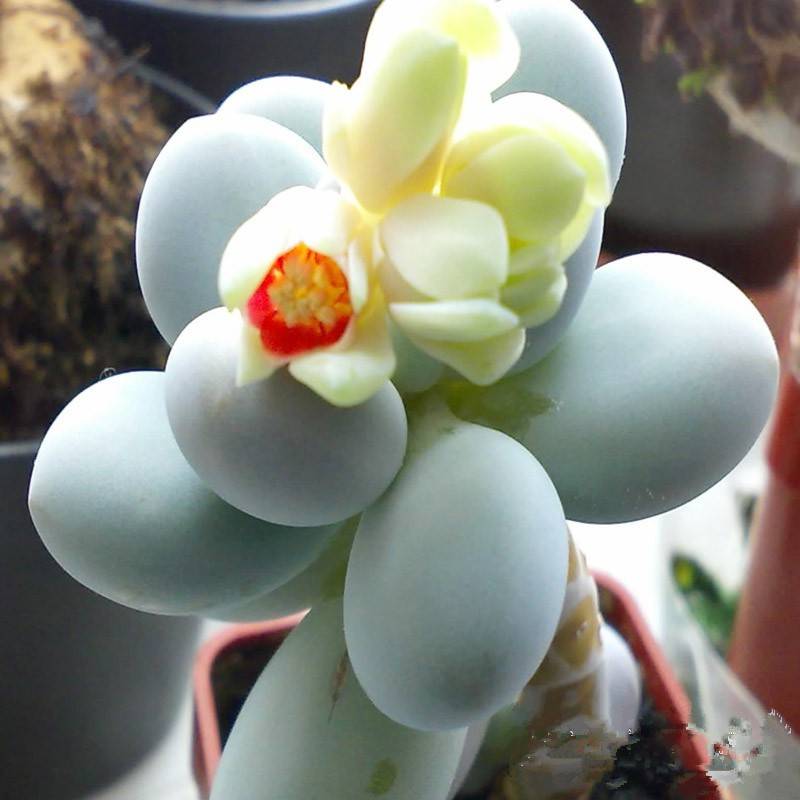 开花的星美人