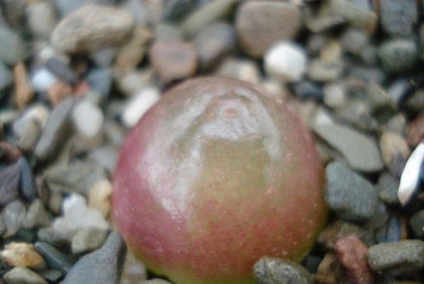 灯泡
