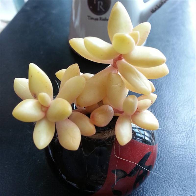 淡黄色的铭月