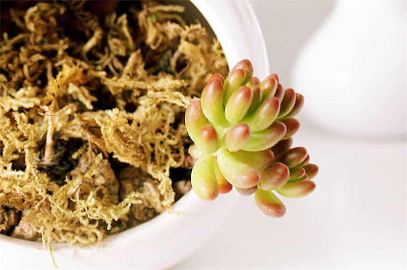 蕨草中的铭月