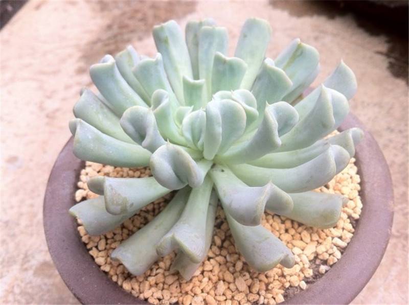 特玉莲白粉掉了