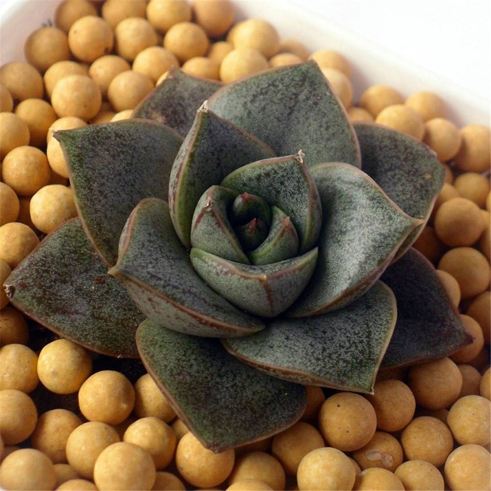 多肉中的蜗牛——大和锦