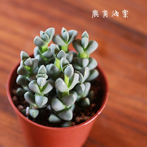 鹿角海棠图片