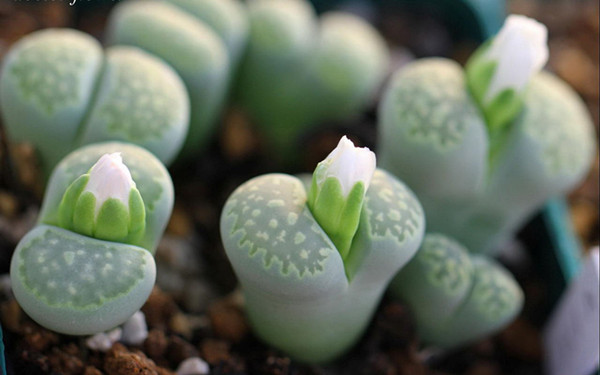 生石花的图片