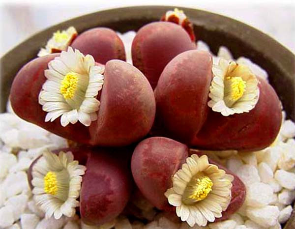 生石花