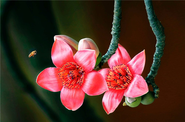 蜜蜂与木棉