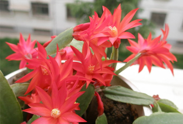 落花之舞图片