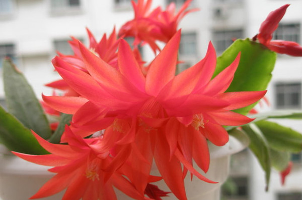 落花之舞