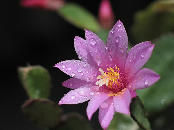 落花时节又逢君——落花之舞