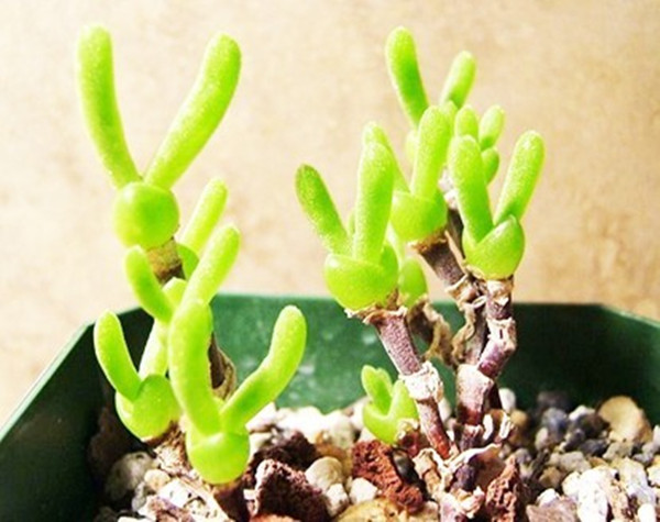 碧光环
